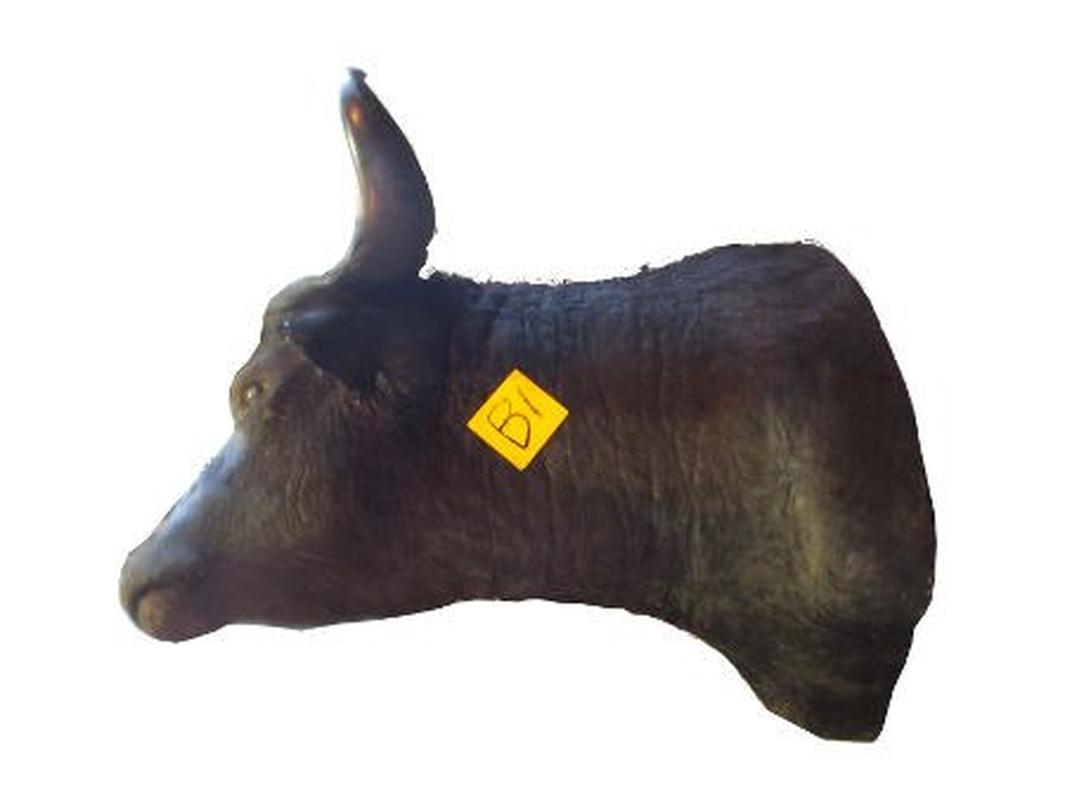 Buffalo Shoulder Mount For Sale B1 - Image 4