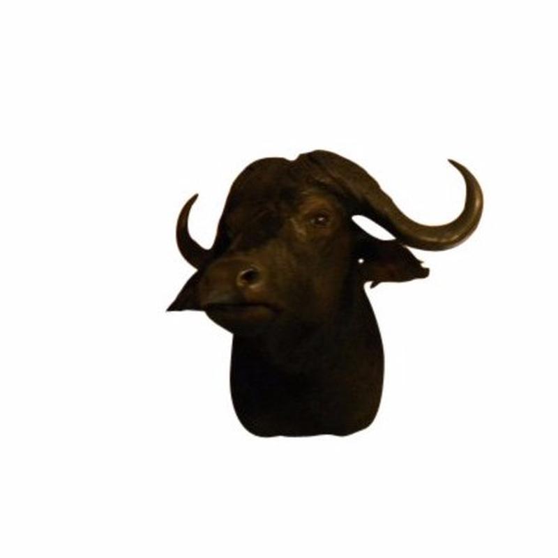 Buffalo Shoulder Mount K1
