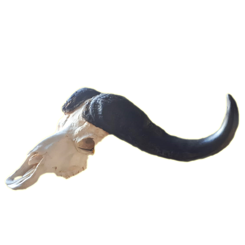 Buffalo Skull - BSD100 - Image 2