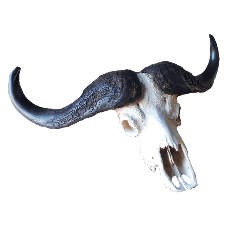Buffalo Skull - BSD100