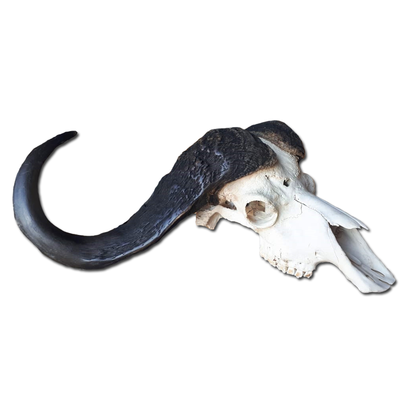 Buffalo Skull - BSE100 - Image 2