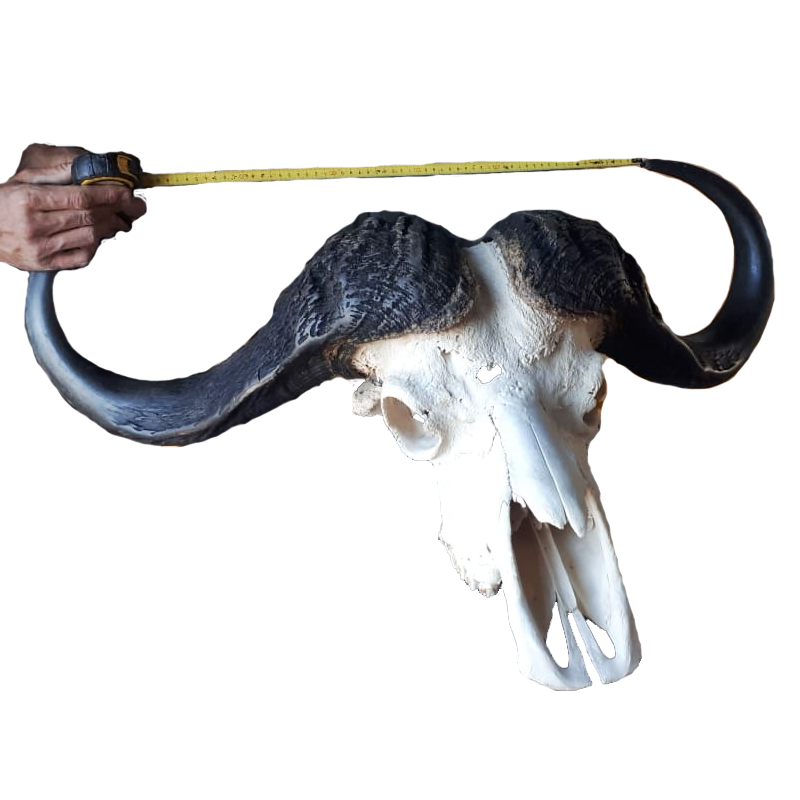 Buffalo Skull - BSE100 - Image 3