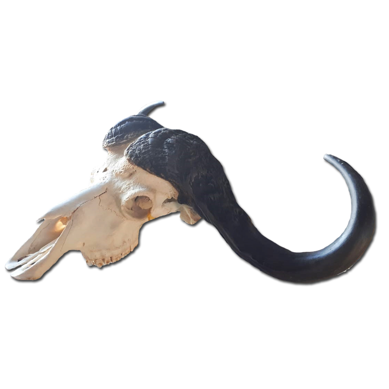 Buffalo Skull - BSE100 - Image 4