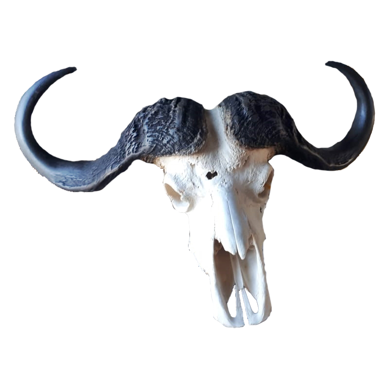 Buffalo Skull - BSE100