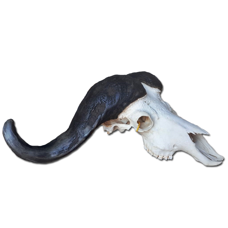 Buffalo Skull - BSG100 - Image 2