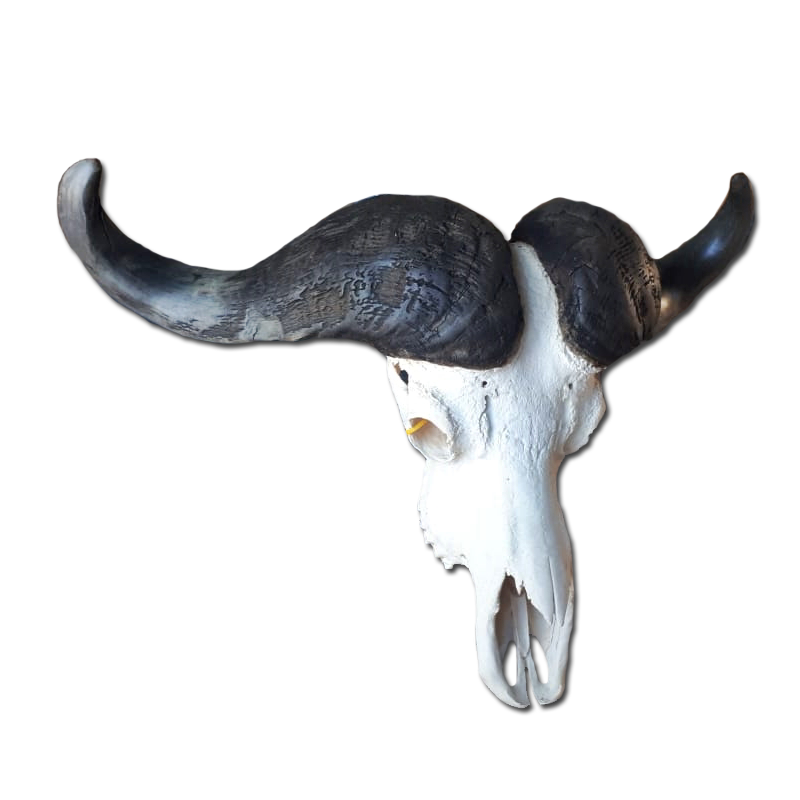 Buffalo Skull - BSG100 - Image 3