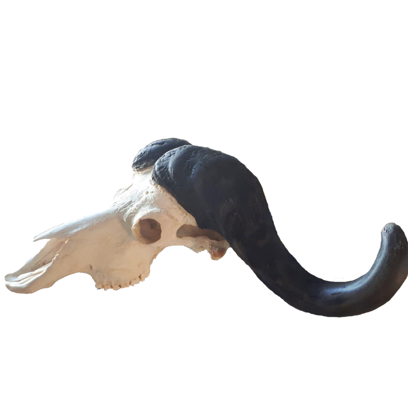 Buffalo Skull - BSG100 - Image 4