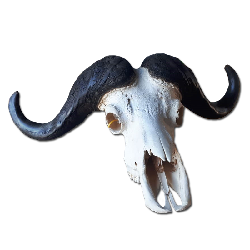 Buffalo Skull - BSG100