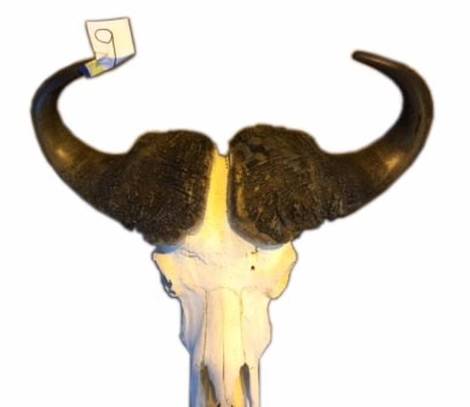 Buffalo Skull - 9 - Image 2