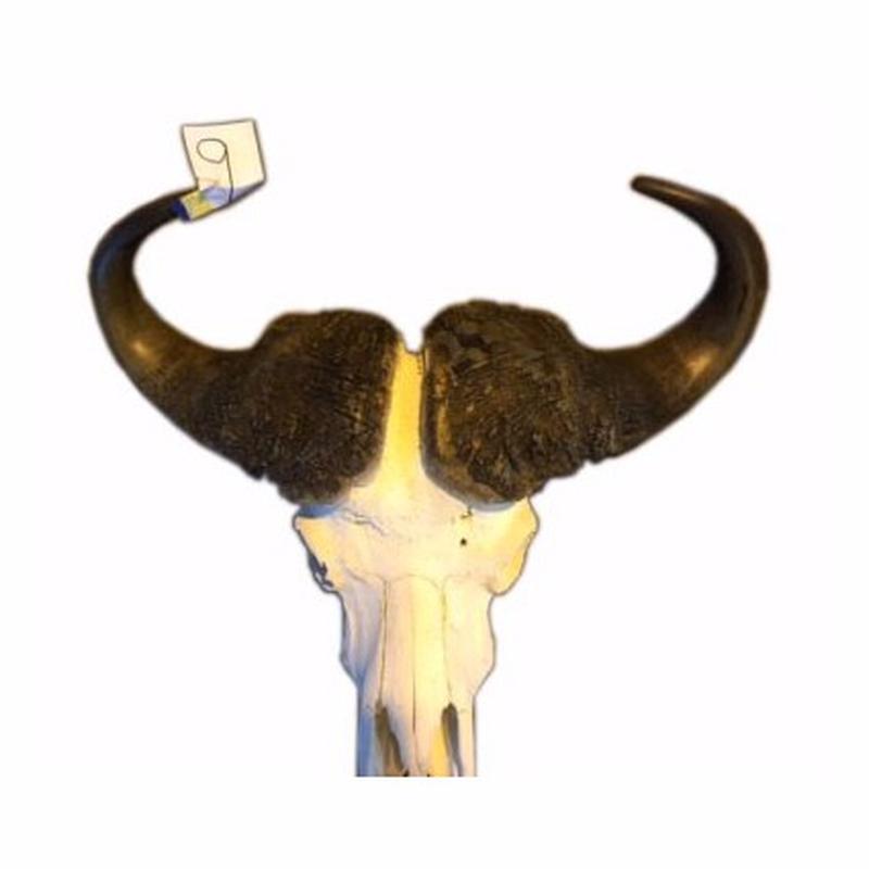 Buffalo Skull - 9