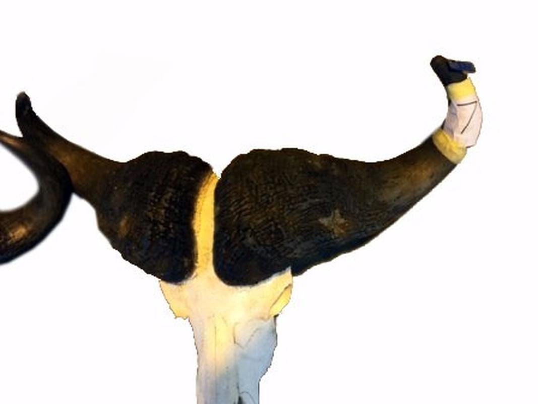 Buffalo Skull For Sale - 7 - Image 2