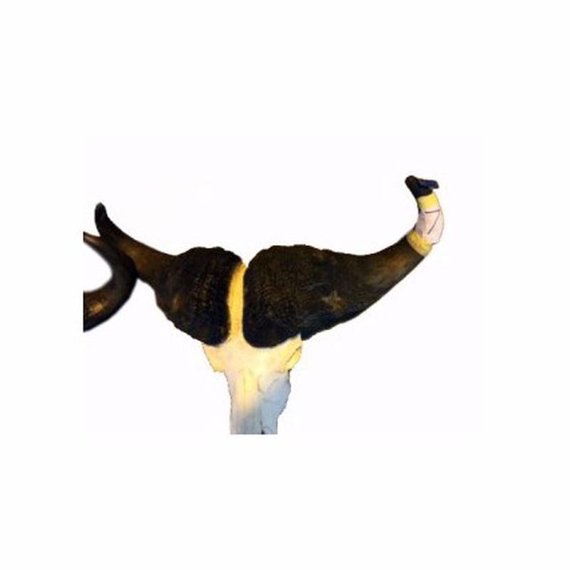 Buffalo Skull For Sale - 7