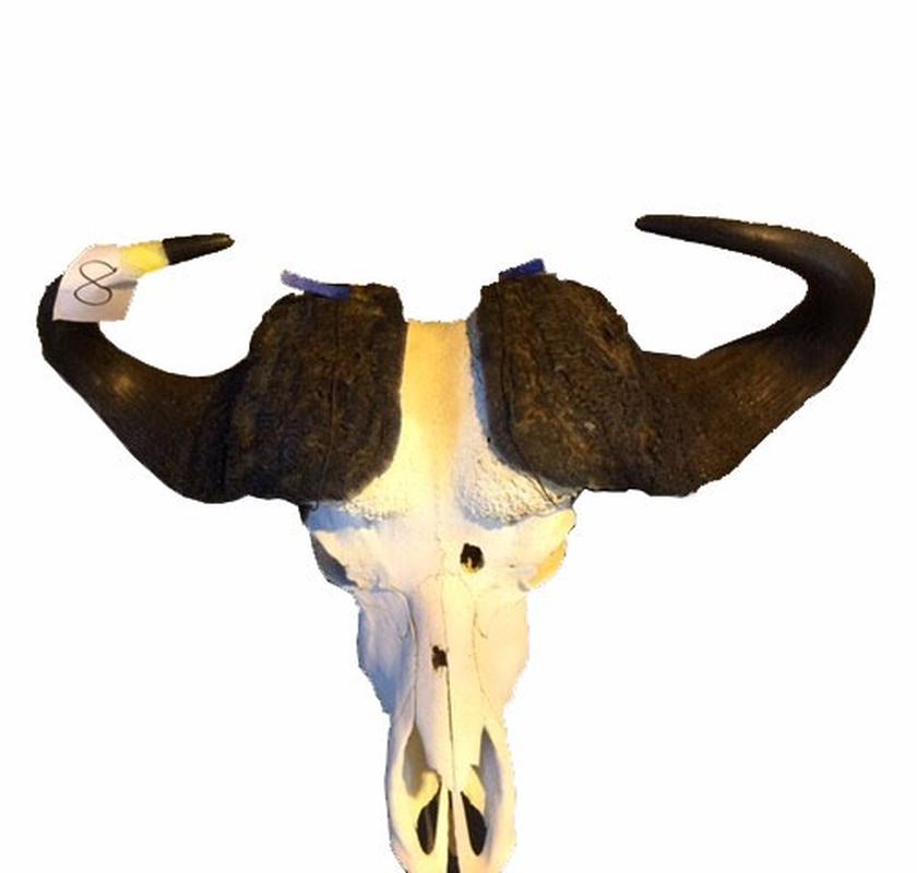 Buffalo Skull For Sale - 8 - Image 2
