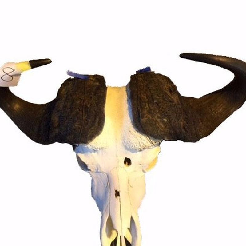 Buffalo Skull For Sale - 8