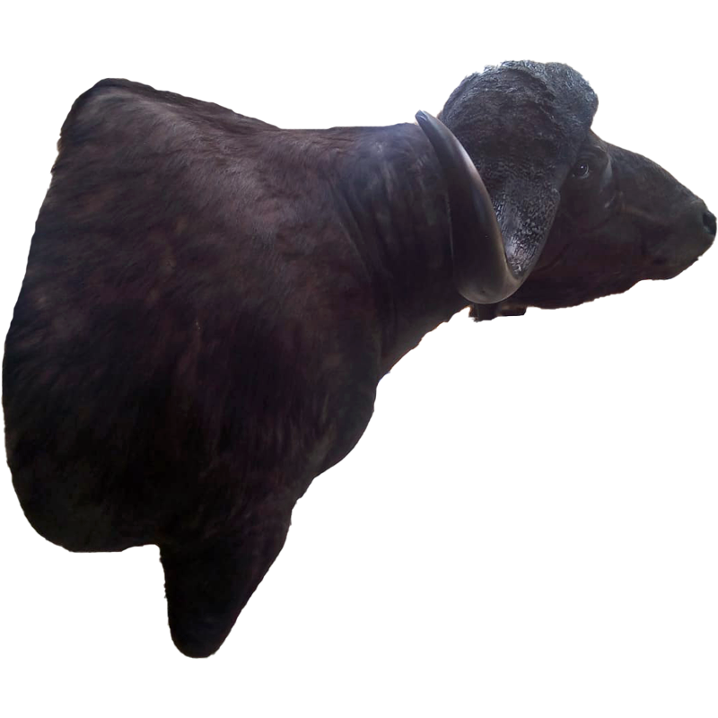 Buffalo Skull Mount - BSM 100 - Image 2