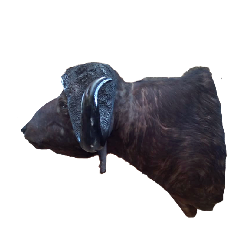 Buffalo Skull Mount - BSM 100 - Image 3