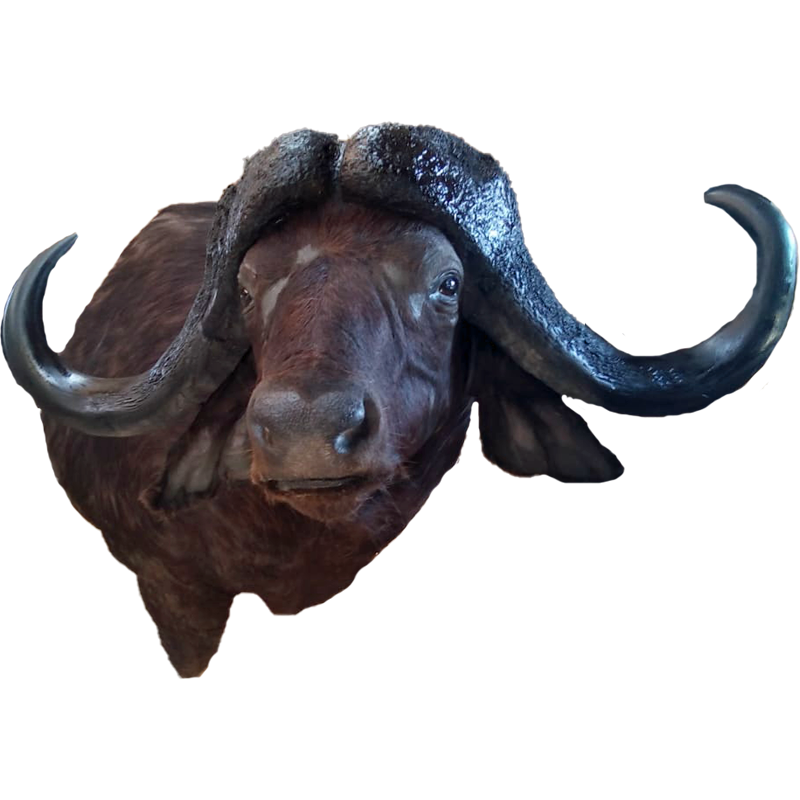 Buffalo Skull Mount - BSM 100