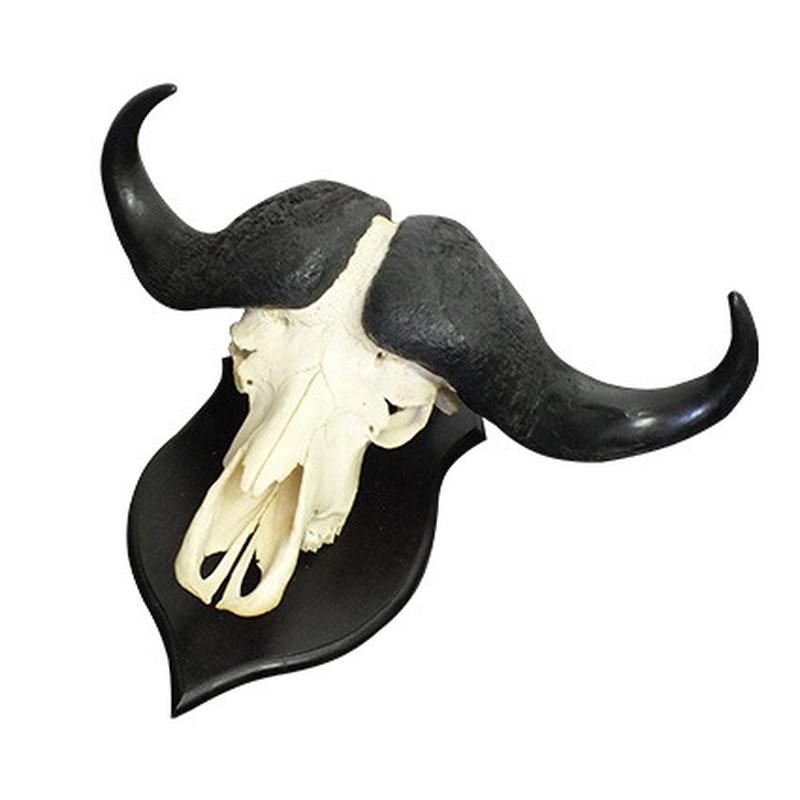 Buffalo Skull Mount BSM02 - Image 2