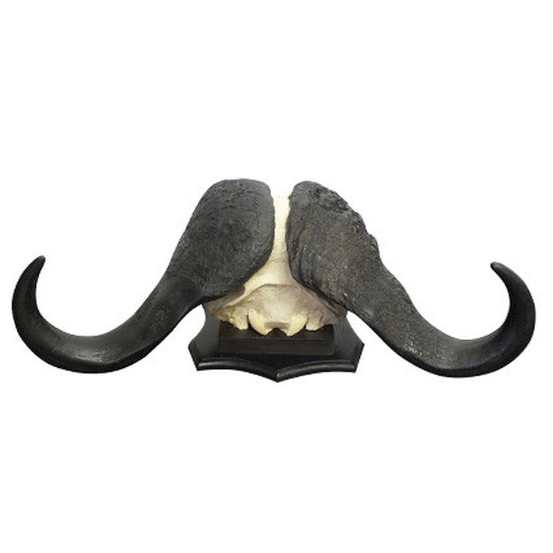 Buffalo Skull Mount BSM02 - Image 3