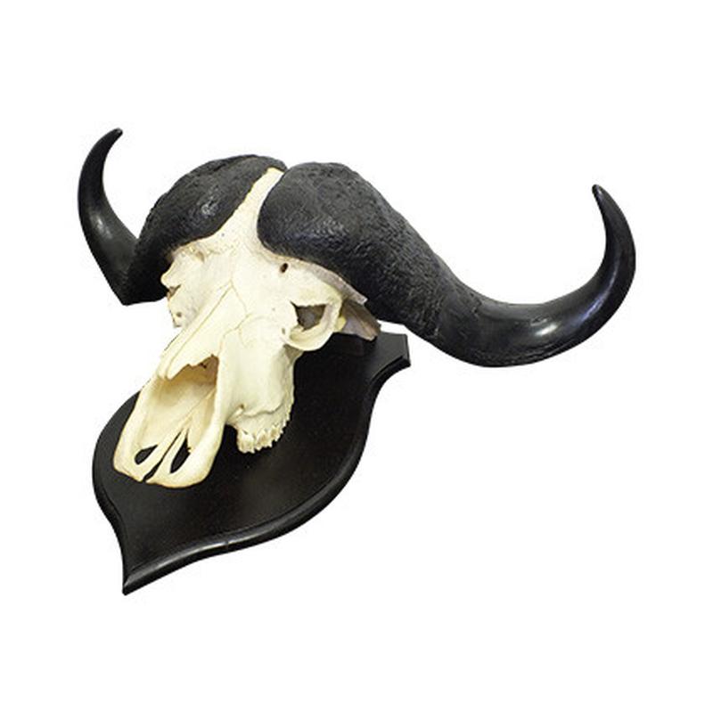 Buffalo Skull Mount BSM02