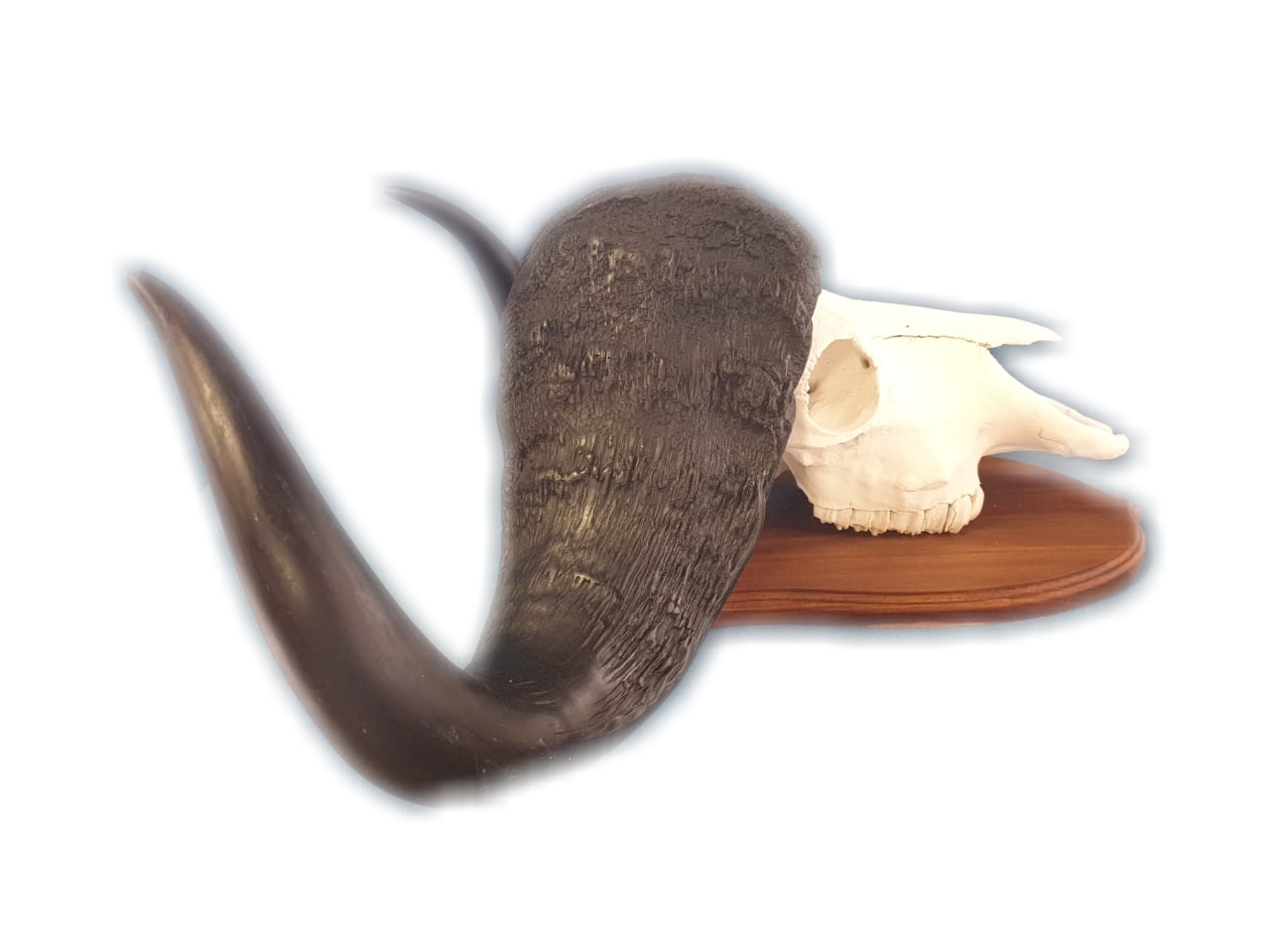 Buffalo Skull Mount - BSM13 - Image 3
