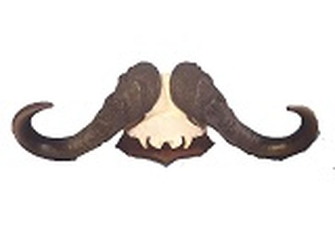 Buffalo Skull Mount - BSM13 - Image 4