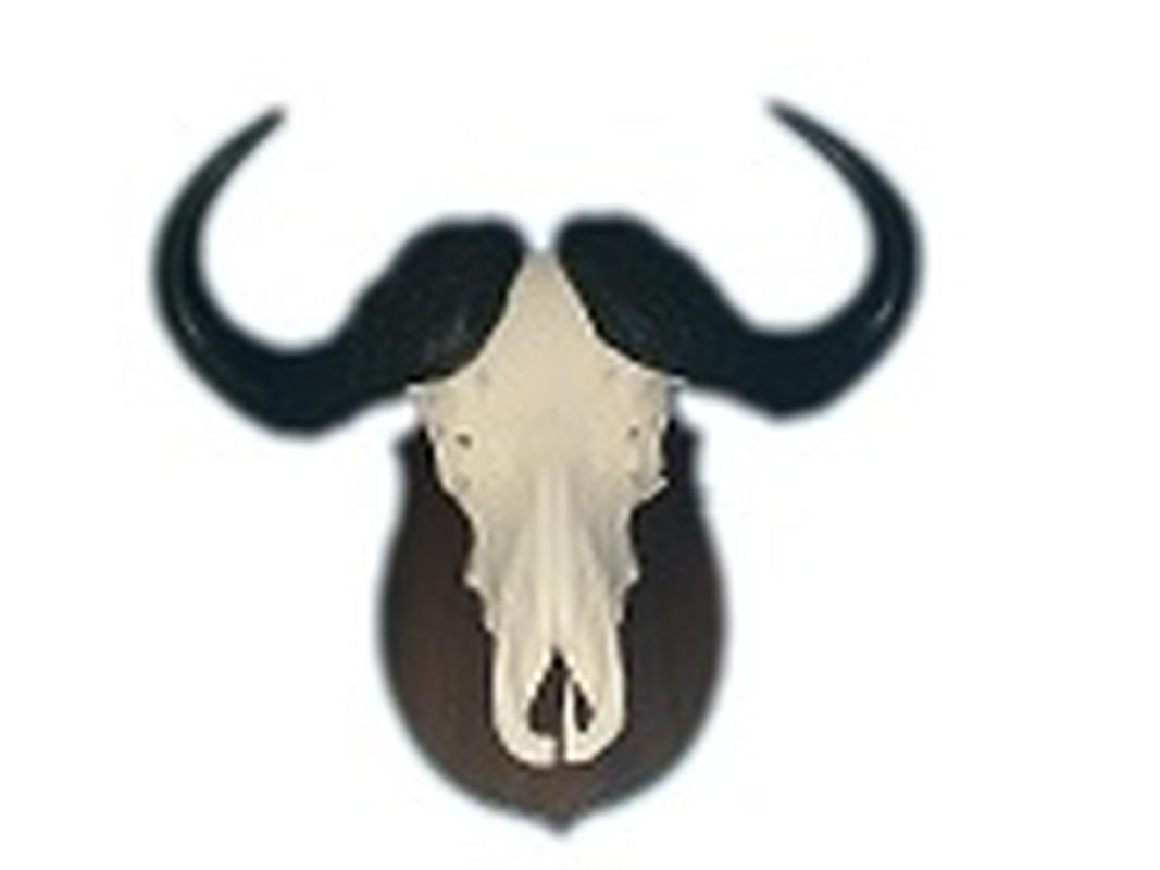 Buffalo Skull Mount - BSM13