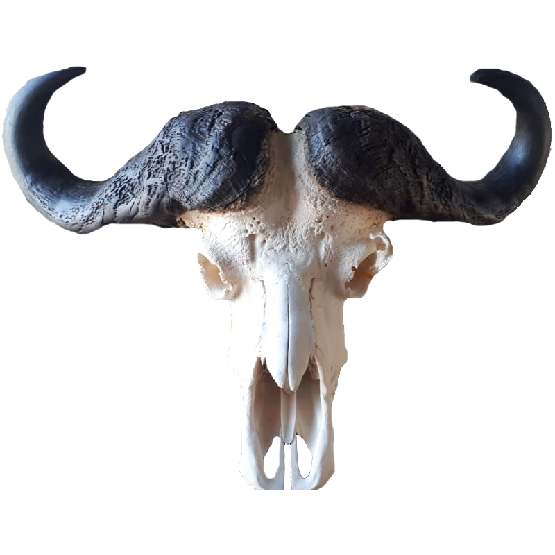 Buffalo Skull - BSC100