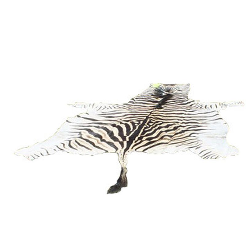 Burchell’s Zebra Skin For Sale - A1 - Image 2