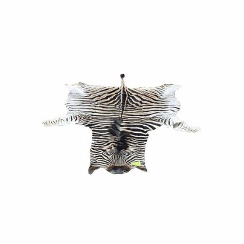 Burchell’s Zebra Skin For Sale - A1