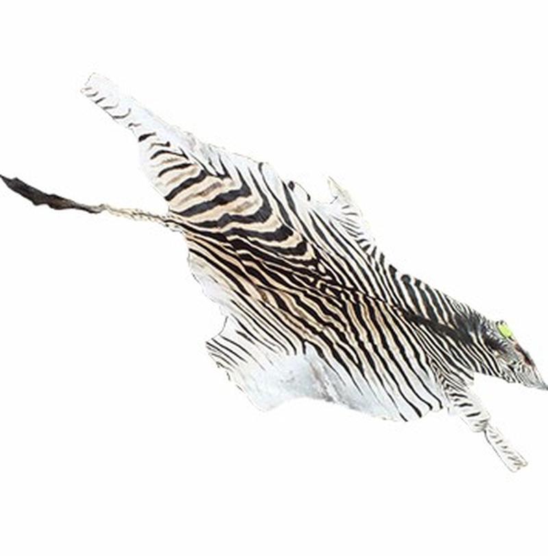 Burchell’s Zebra Skin For Sale - A2 - Image 2