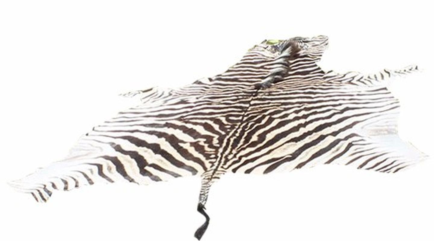 Burchell’s Zebra Skin For Sale - A2 - Image 3