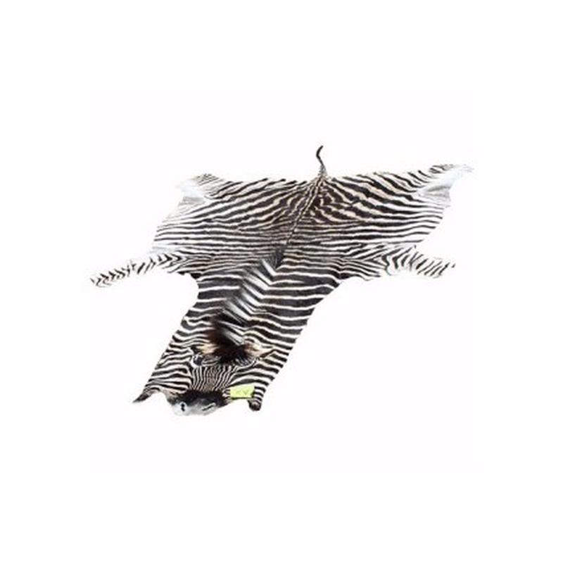 Burchell’s Zebra Skin For Sale - A2