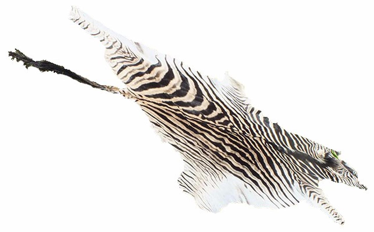 Burchell’s Zebra Skin For Sale - A3 - Image 2