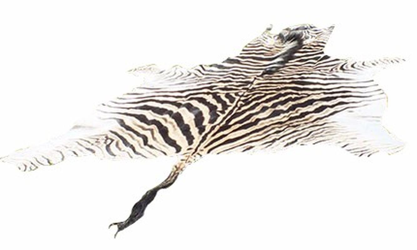 Burchell’s Zebra Skin For Sale - A3 - Image 3