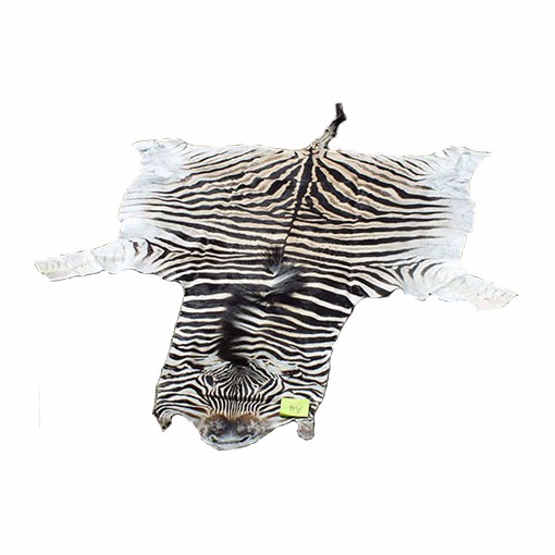 Burchell’s Zebra Skins For Sale - A4 - Image 2
