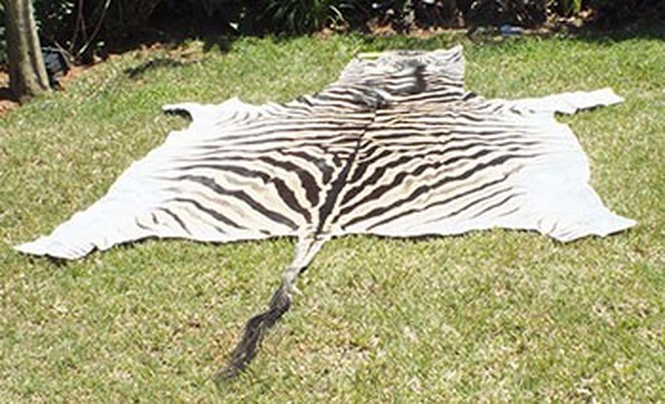 Burchell’s Zebra Skins For Sale - A4 - Image 3
