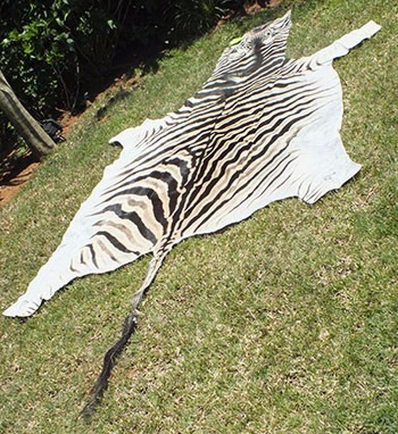 Burchell’s Zebra Skins For Sale - A4 - Image 4