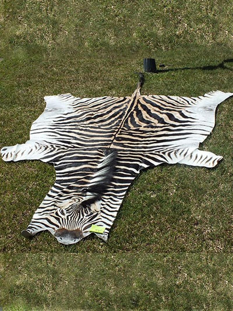 Burchell’s Zebra Skins For Sale - A5 - Image 2