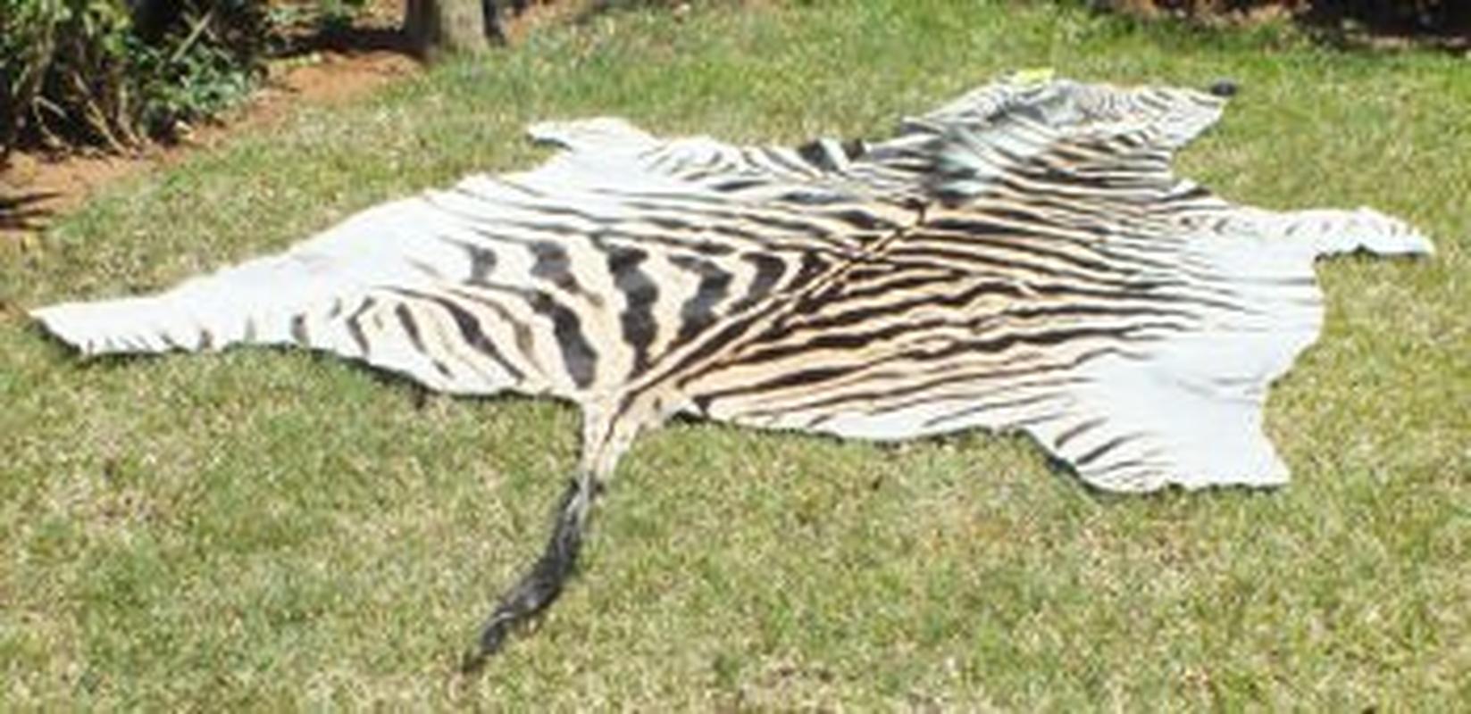 Burchell’s Zebra Skins For Sale - A5 - Image 3