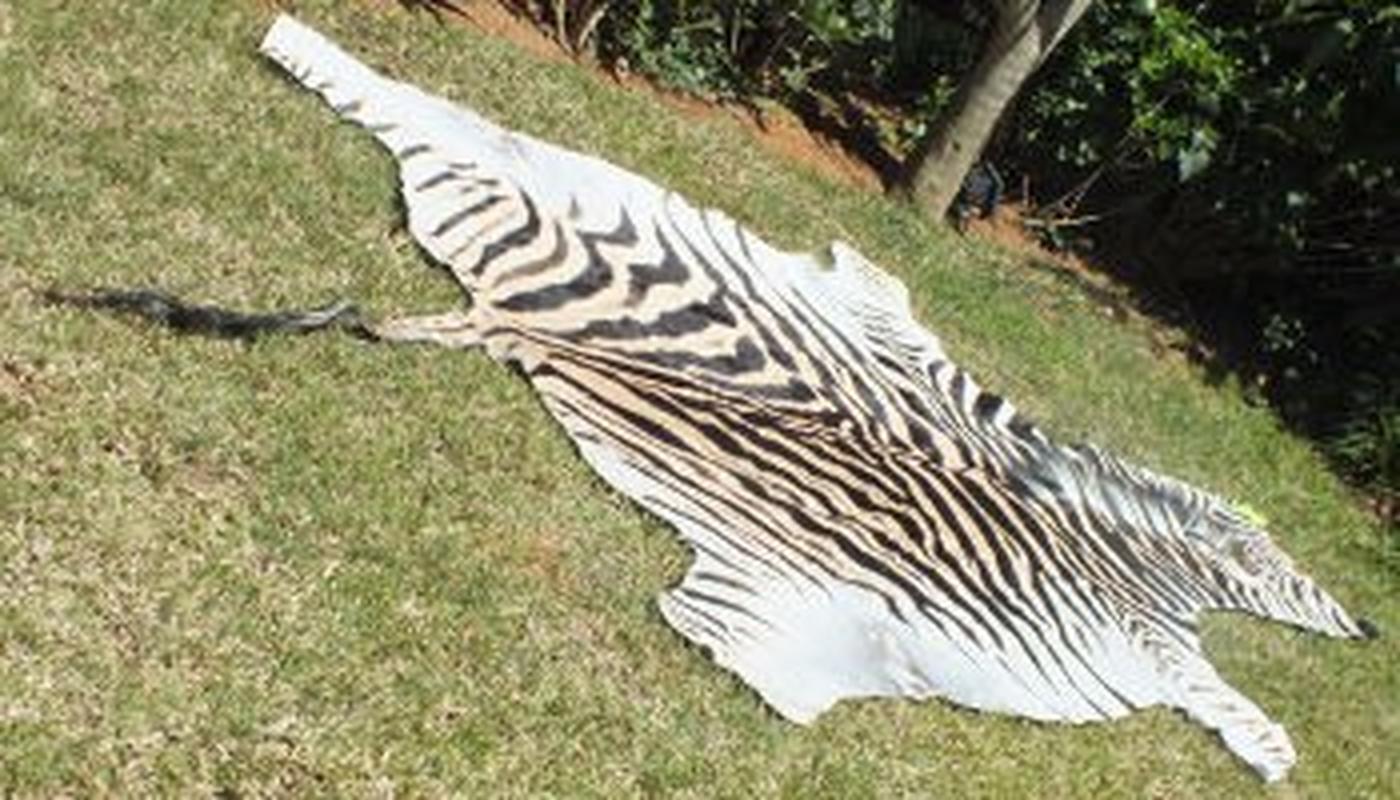 Burchell’s Zebra Skins For Sale - A5 - Image 4