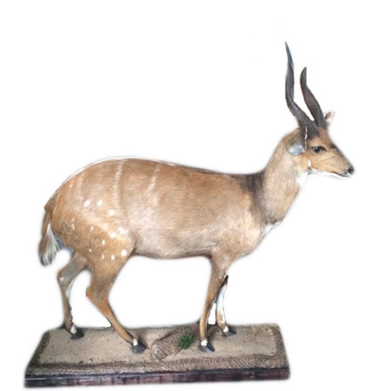 Bush Back Full Mount BBFM1