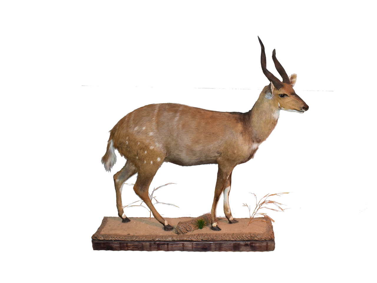 Bushbuck Full Mount - BSM03