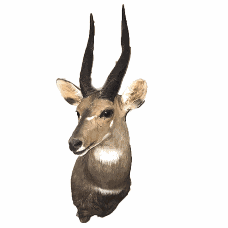 Bushbuck Shoulder Mount - B5102 - Image 2