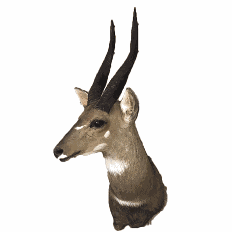 Bushbuck Shoulder Mount - B5102 - Image 3
