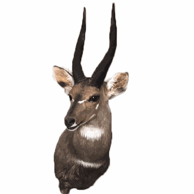 Bushbuck Shoulder Mount - B5102 - Image 4