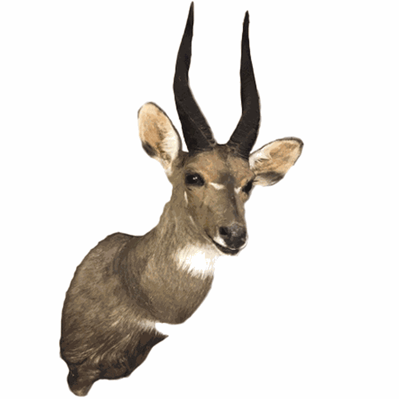 Bushbuck Shoulder Mount - B5102