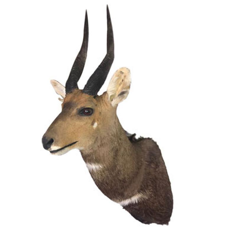Bushbuck Shoulder Mount BSM01 - Image 2