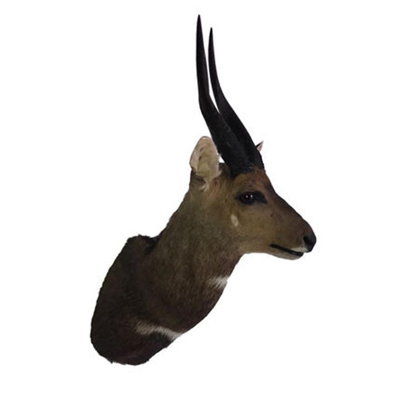 Bushbuck Shoulder Mount BSM01 - Image 3