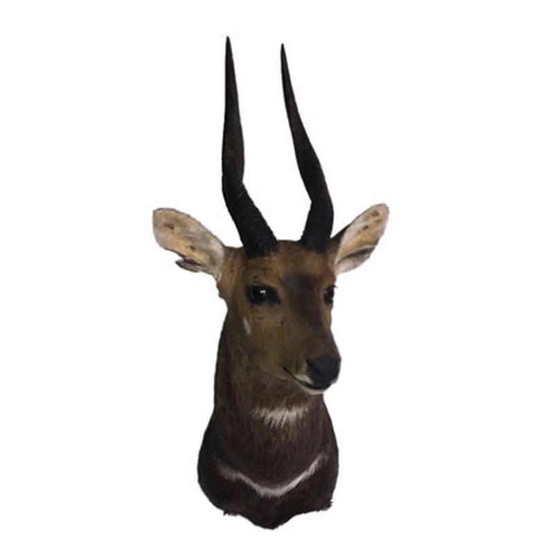 Bushbuck Shoulder Mount BSM01 - Image 4